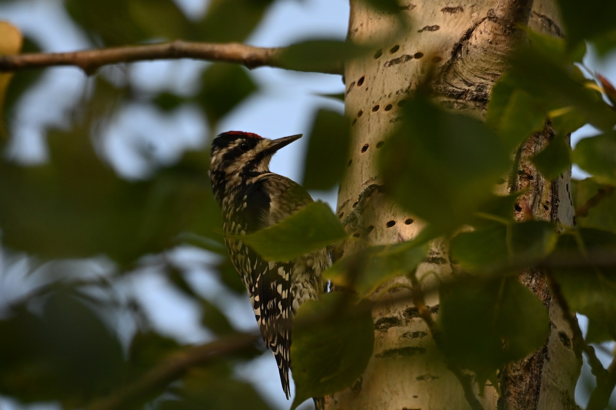 シルスイキツツキ - ML646867110