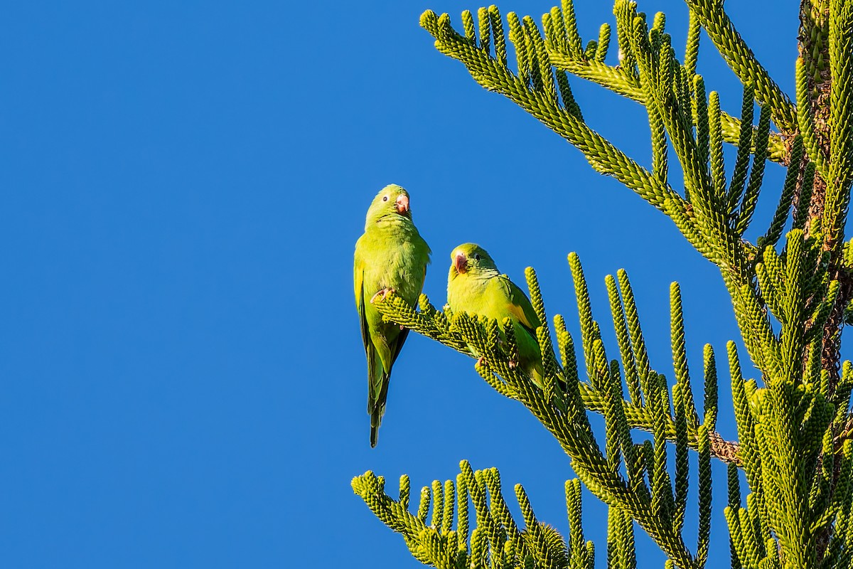 Желтокрылая катита - ML646867116