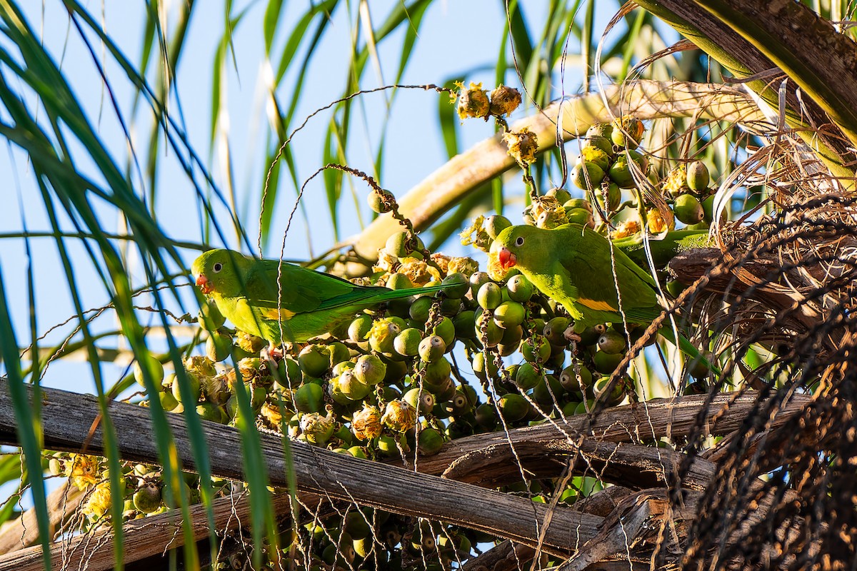 Желтокрылая катита - ML646867117