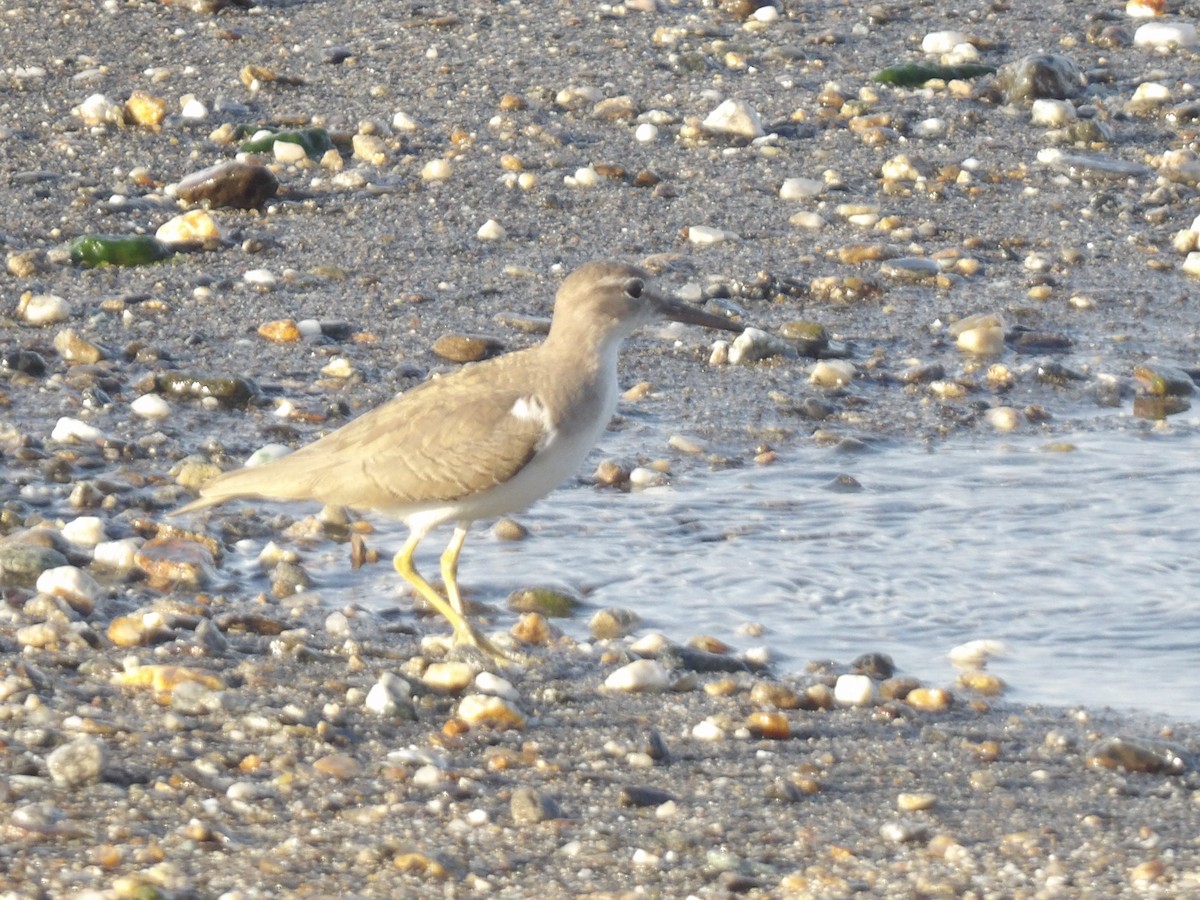 Piro piro macchiato - ML646867118