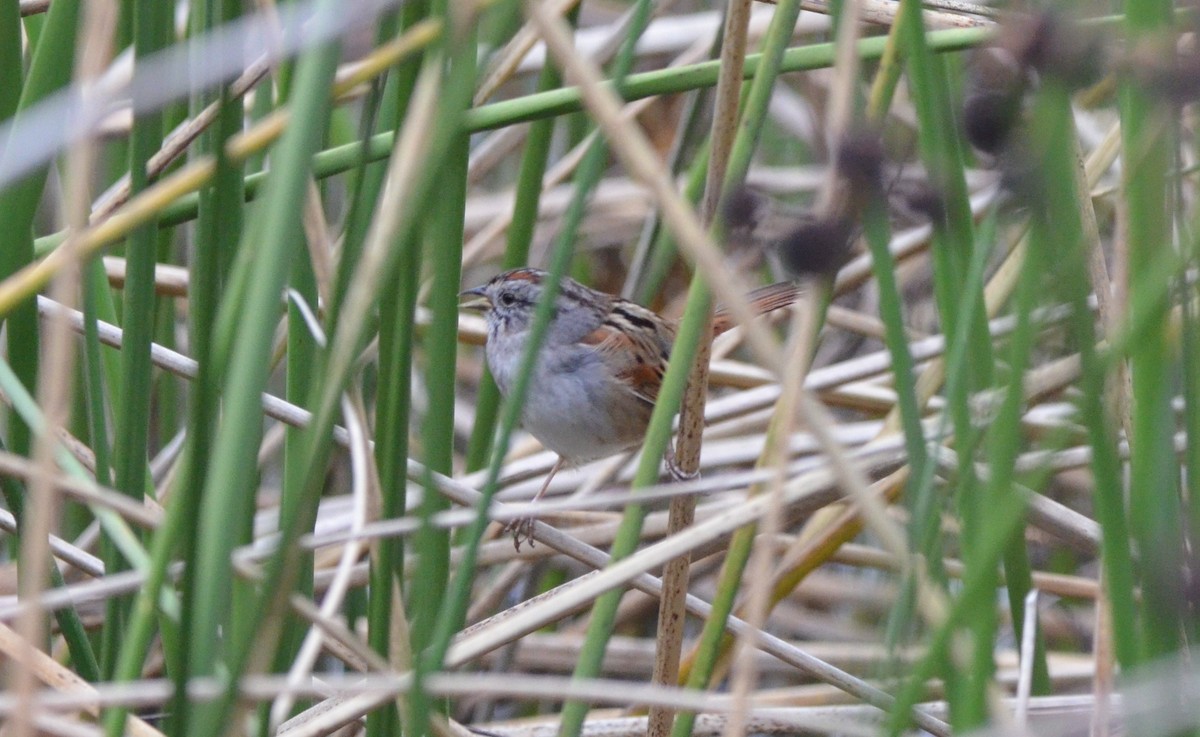 Swamp Sparrow - ML646867120
