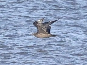 Pomarine Jaeger - ML646867124