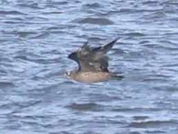 Pomarine Jaeger - ML646867125