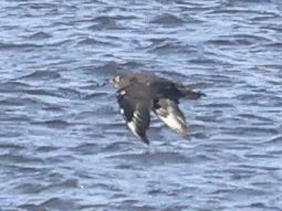 Pomarine Jaeger - ML646867126