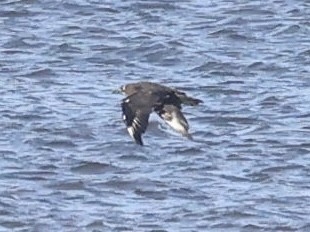 Pomarine Jaeger - ML646867127