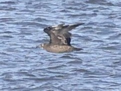 Pomarine Jaeger - ML646867128