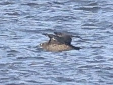 Pomarine Jaeger - ML646867129