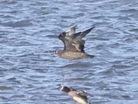 Pomarine Jaeger - ML646867130