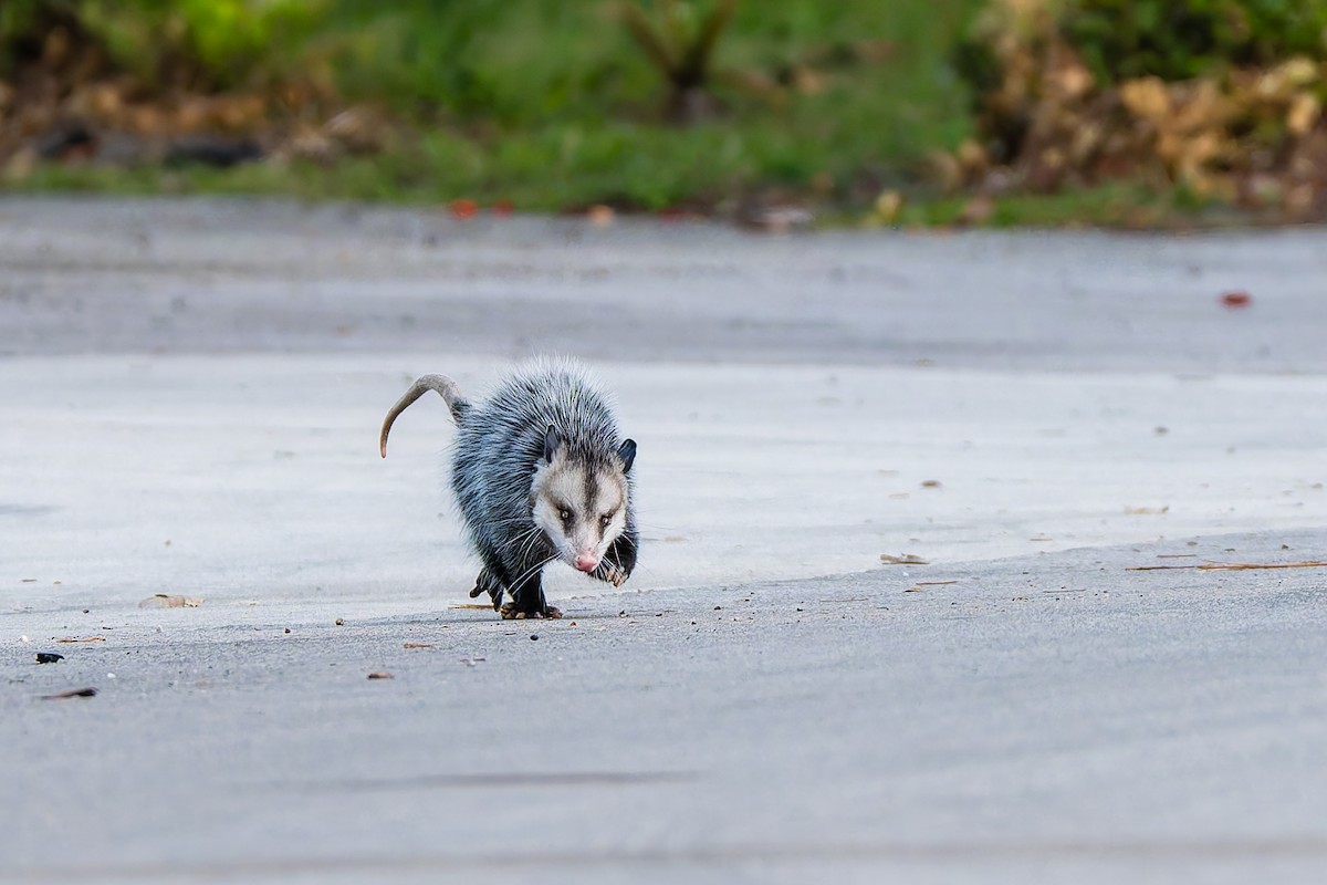 Eastern Virginia Opossum - ML646867131