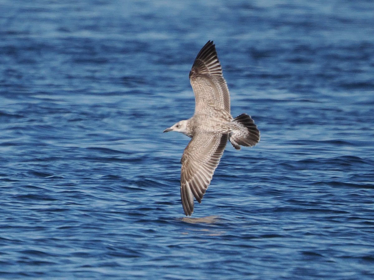 Kaio iluna - ML646867134