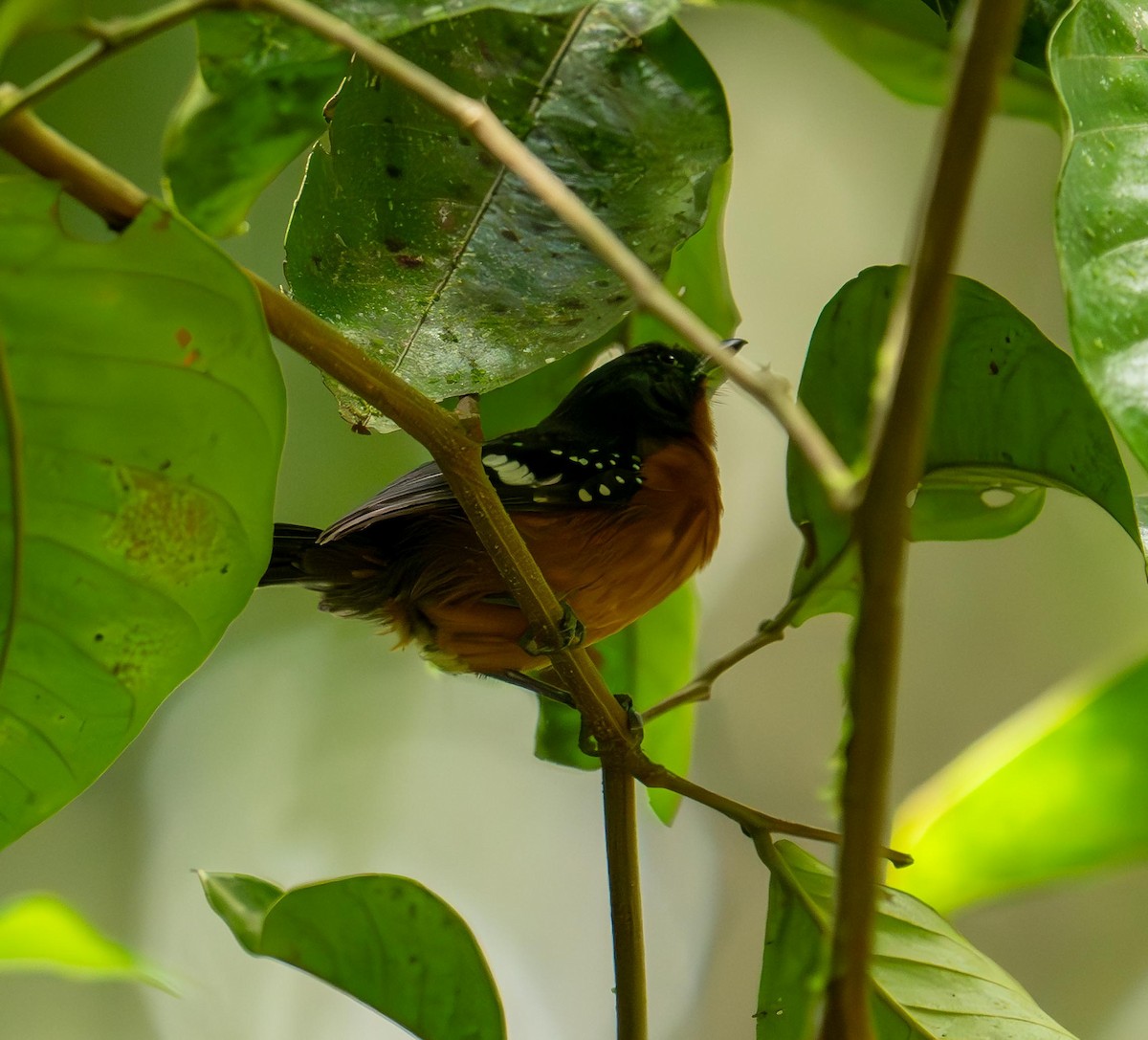 Dot-winged Antwren - ML646867135