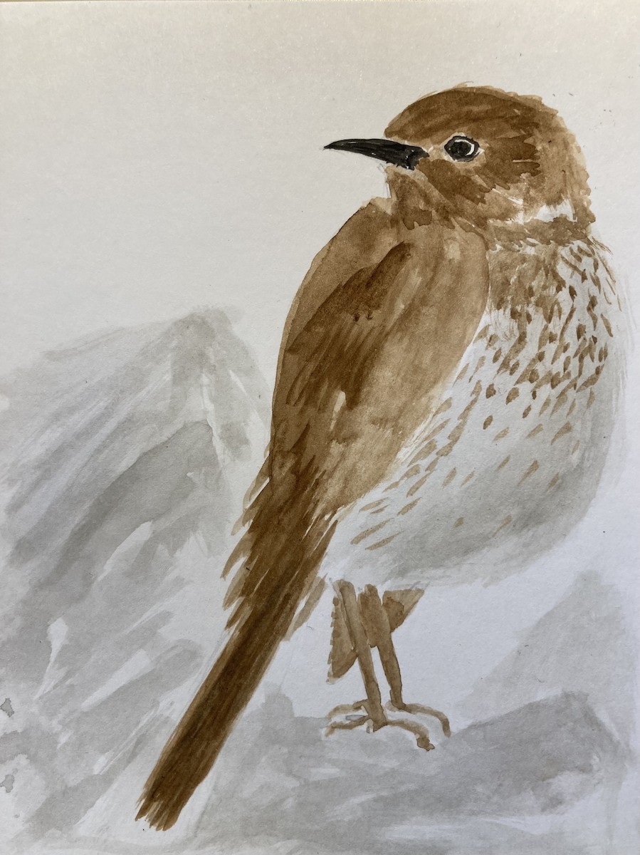 Sage Thrasher - ML646867137