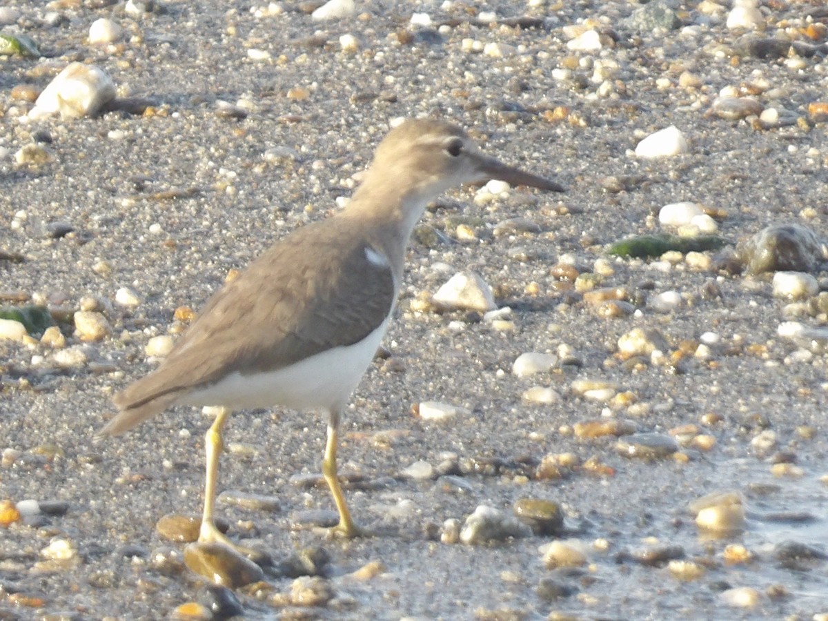 Piro piro macchiato - ML646867139