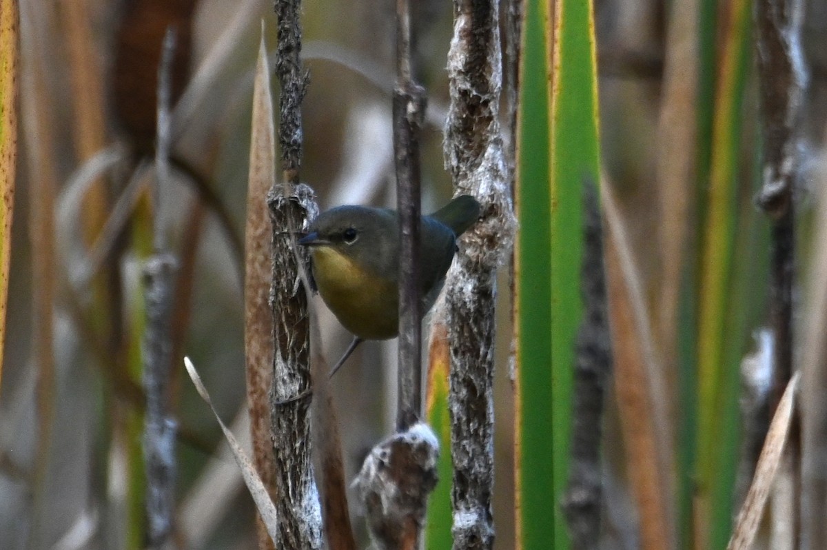 カオグロアメリカムシクイ - ML646867141