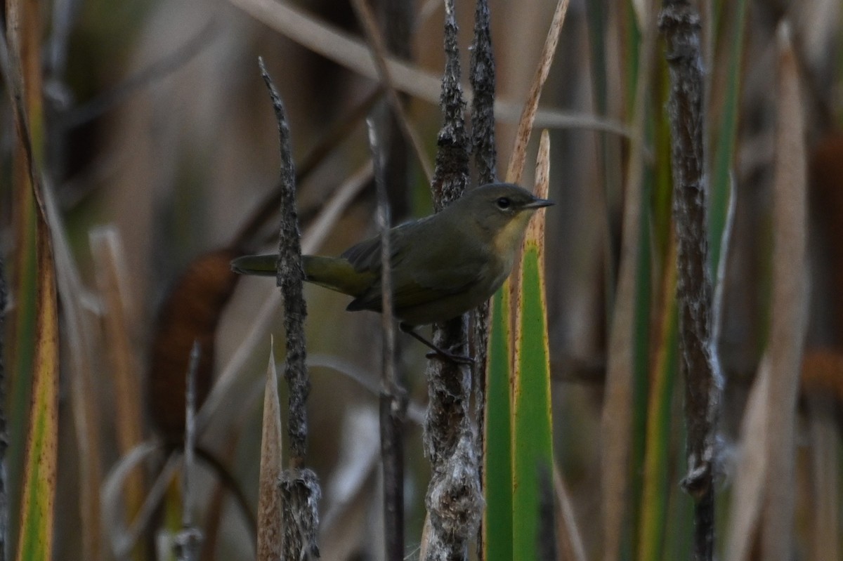 カオグロアメリカムシクイ - ML646867142