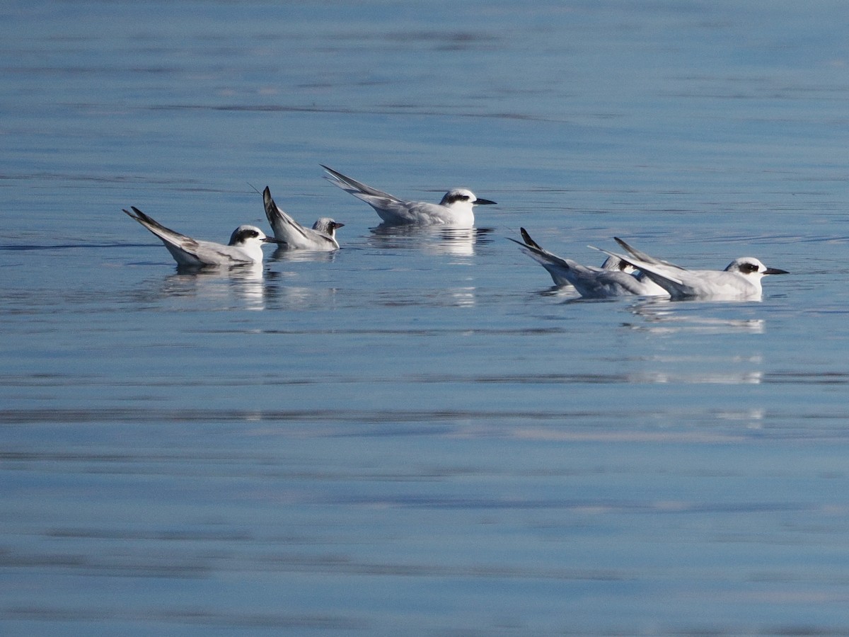 Forster's Tern - ML646867143