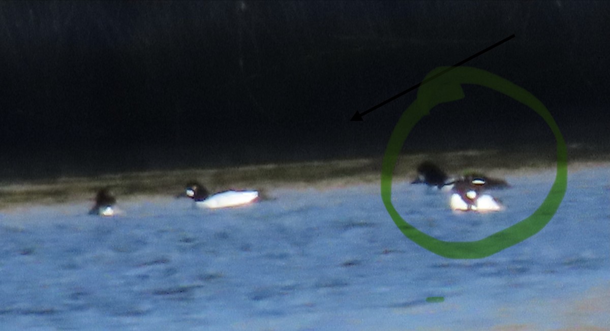 Barrow's Goldeneye - ML646867145