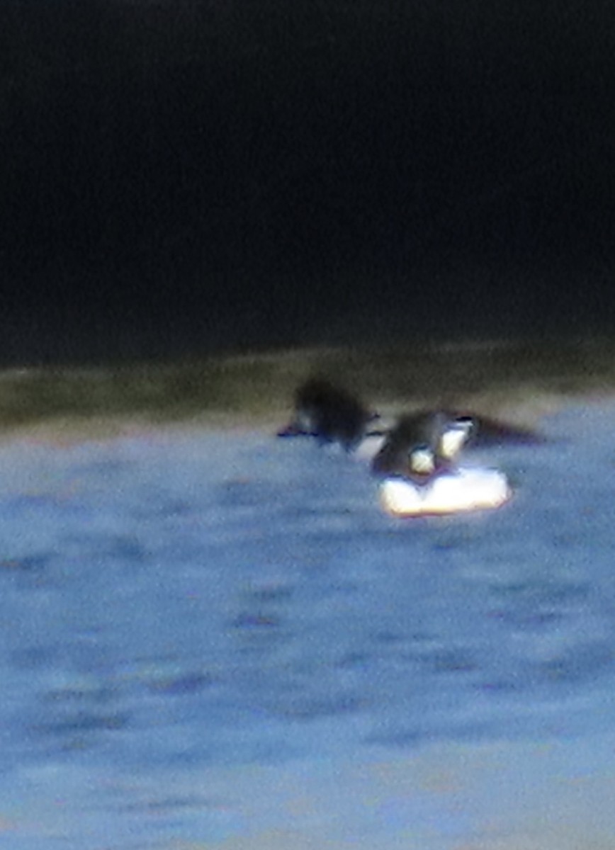 Barrow's Goldeneye - ML646867146