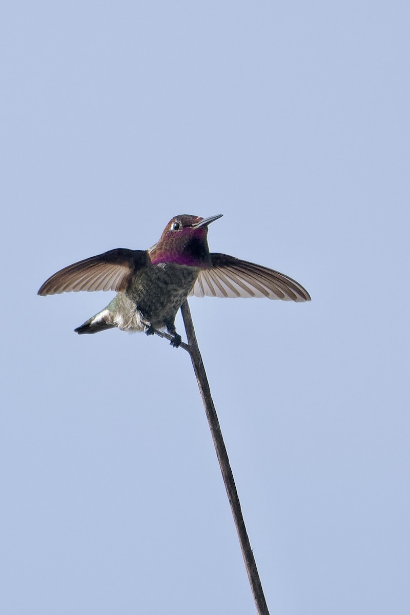 Каліпта рубіновоголова - ML646867147