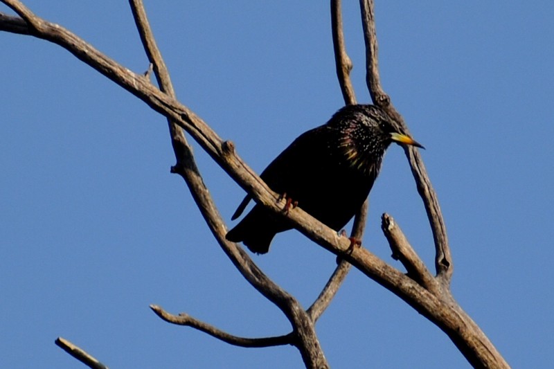 Шпак звичайний - ML646867149