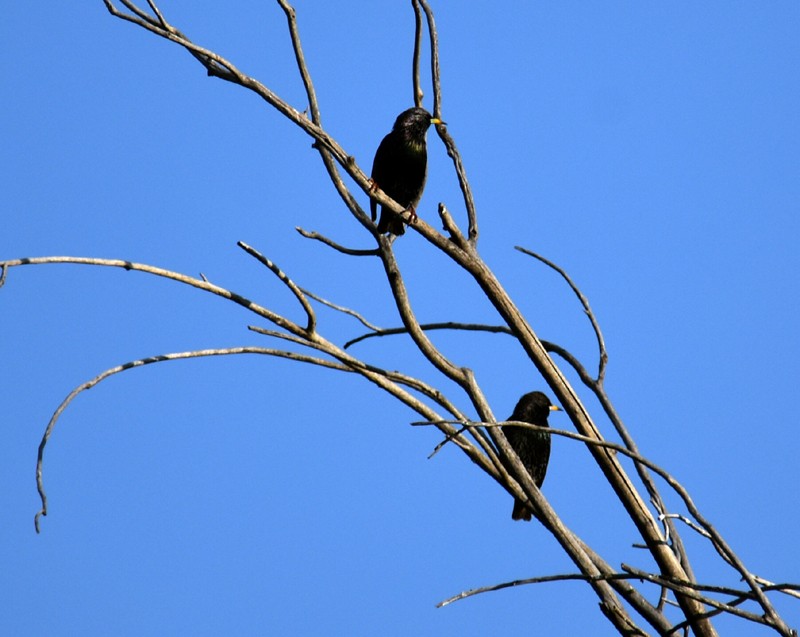 Шпак звичайний - ML646867150