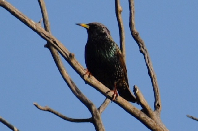 Шпак звичайний - ML646867151