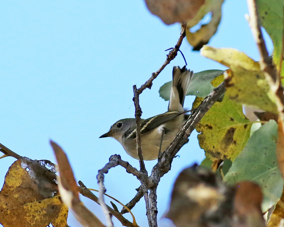 brunsideparula - ML646867152