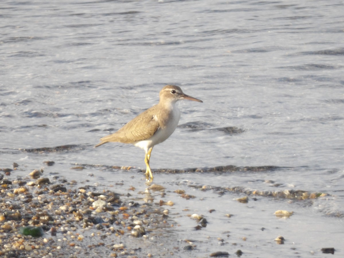 Piro piro macchiato - ML646867155