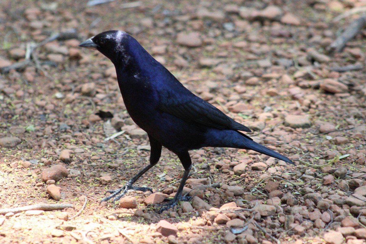 Shiny Cowbird - ML646867156