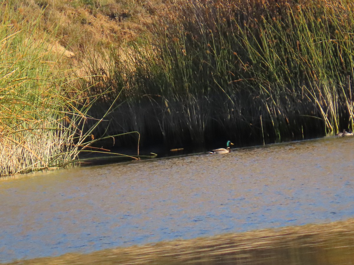 Крижень звичайний - ML646867157