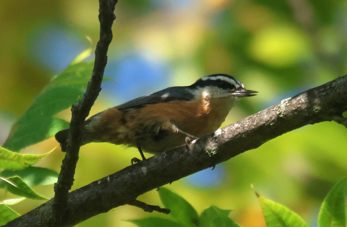 Trepador Canadiense - ML646867163