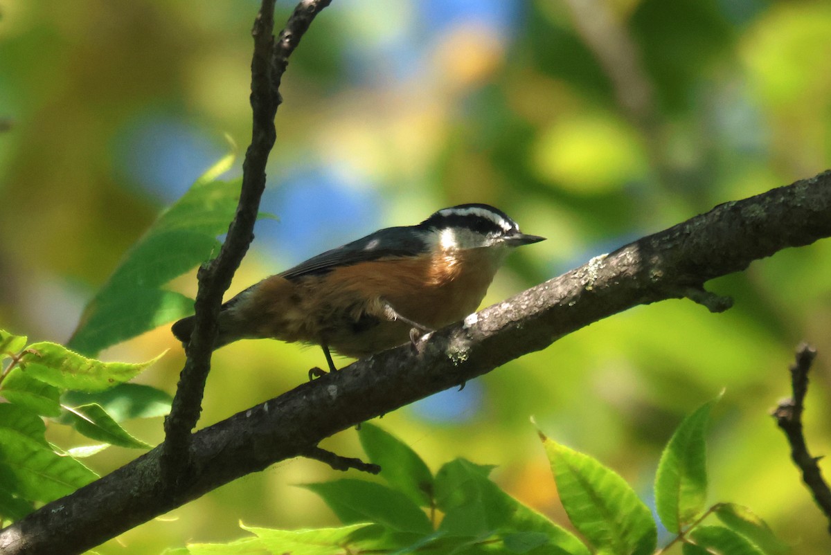 Trepador Canadiense - ML646867164