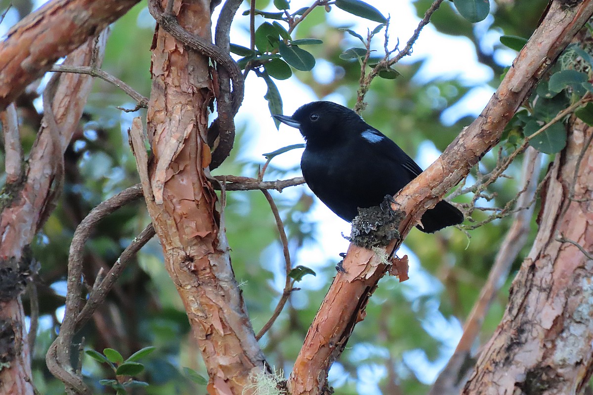 Glossy Flowerpiercer - ML646867168