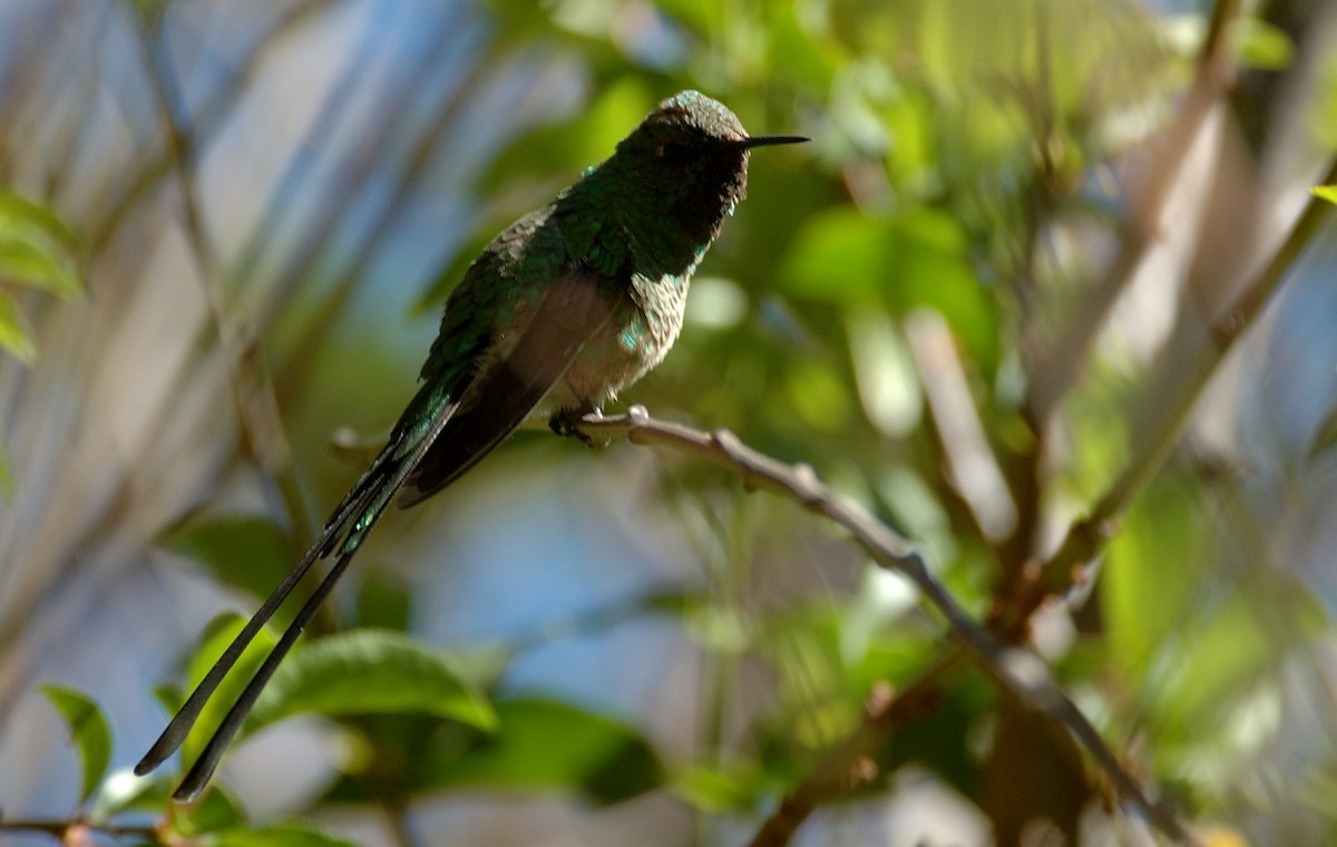 Green-tailed Trainbearer - ML646867169