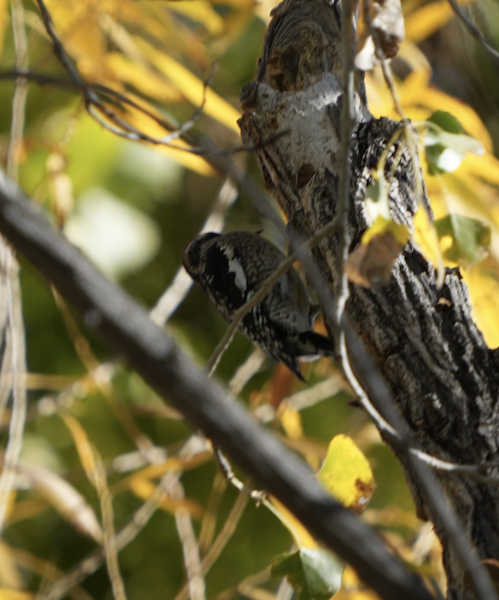 Red-naped Sapsucker - ML646867170