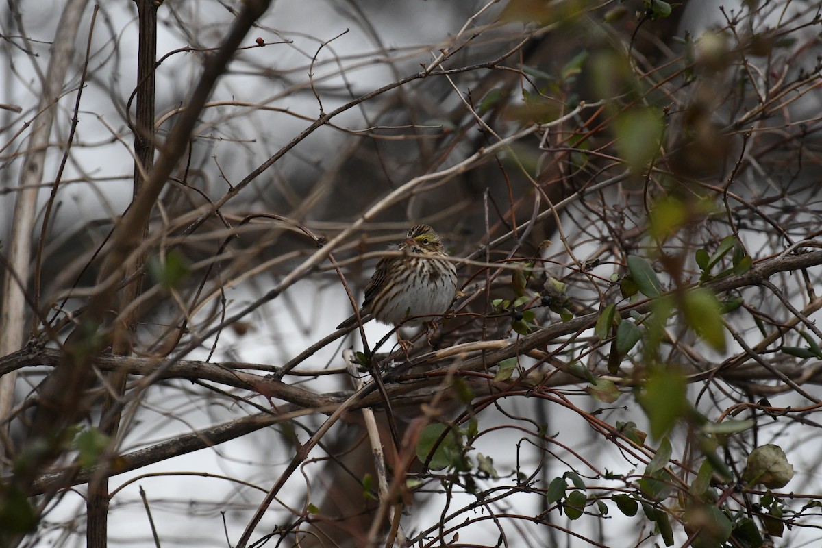Savannah Sparrow - ML646867177