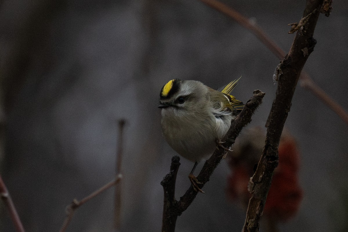 Золотомушка світлоброва - ML646867179