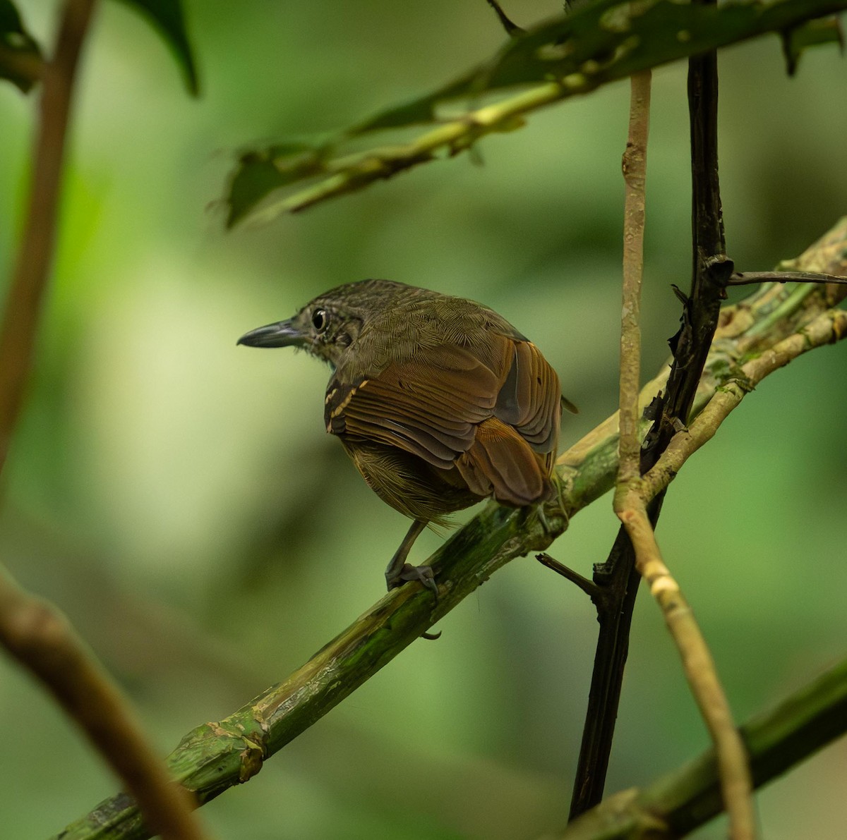 Checker-throated Stipplethroat - ML646867180