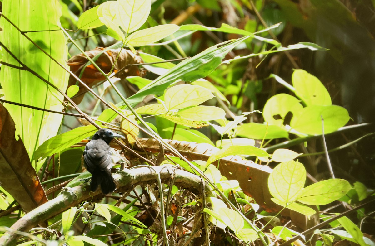 blåskallemaurfugl - ML646867186