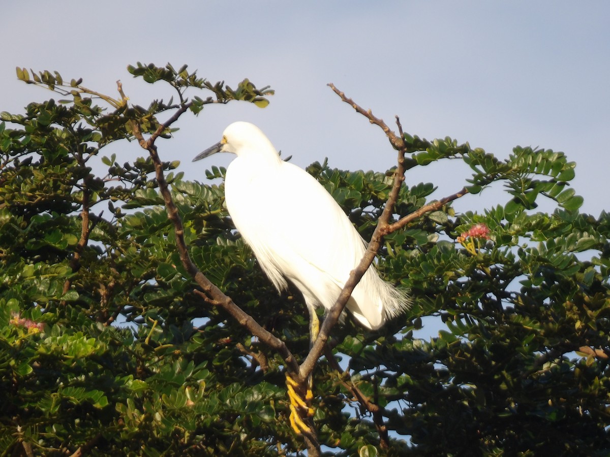 Snowy Egret - ML646867187