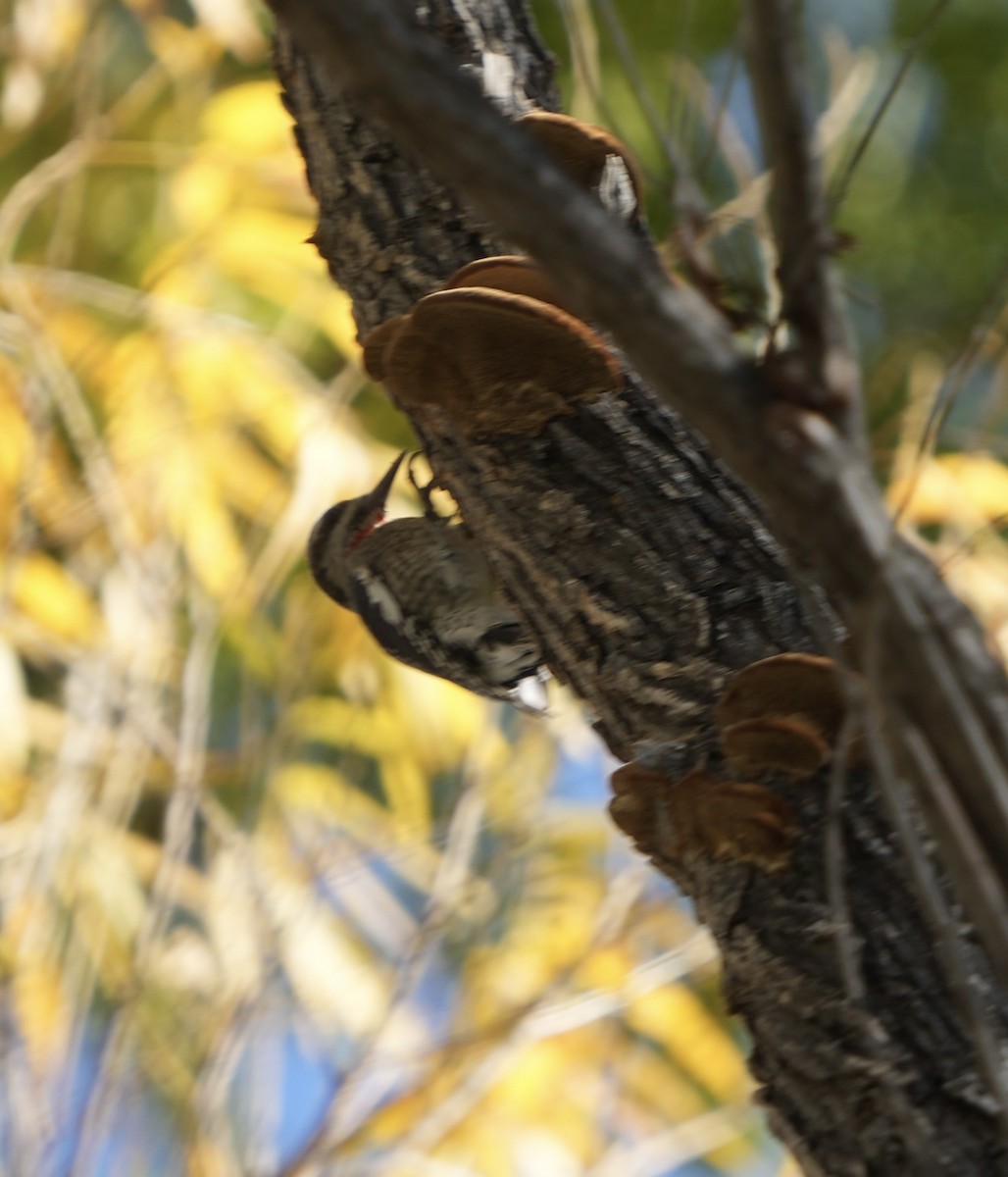 Red-naped Sapsucker - ML646867189