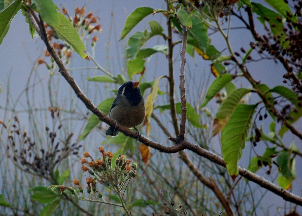 Golden-billed Saltator - ML646867194