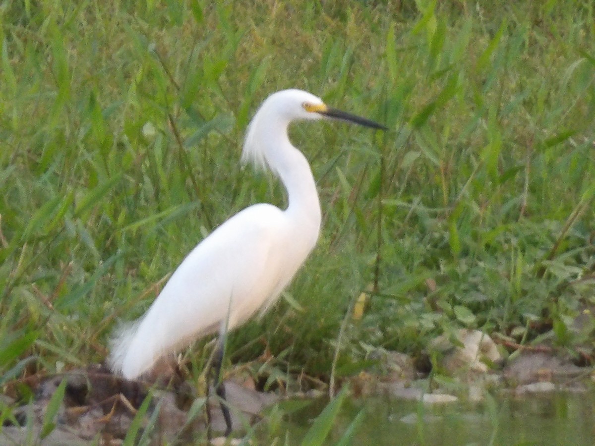 Snowy Egret - ML646867196
