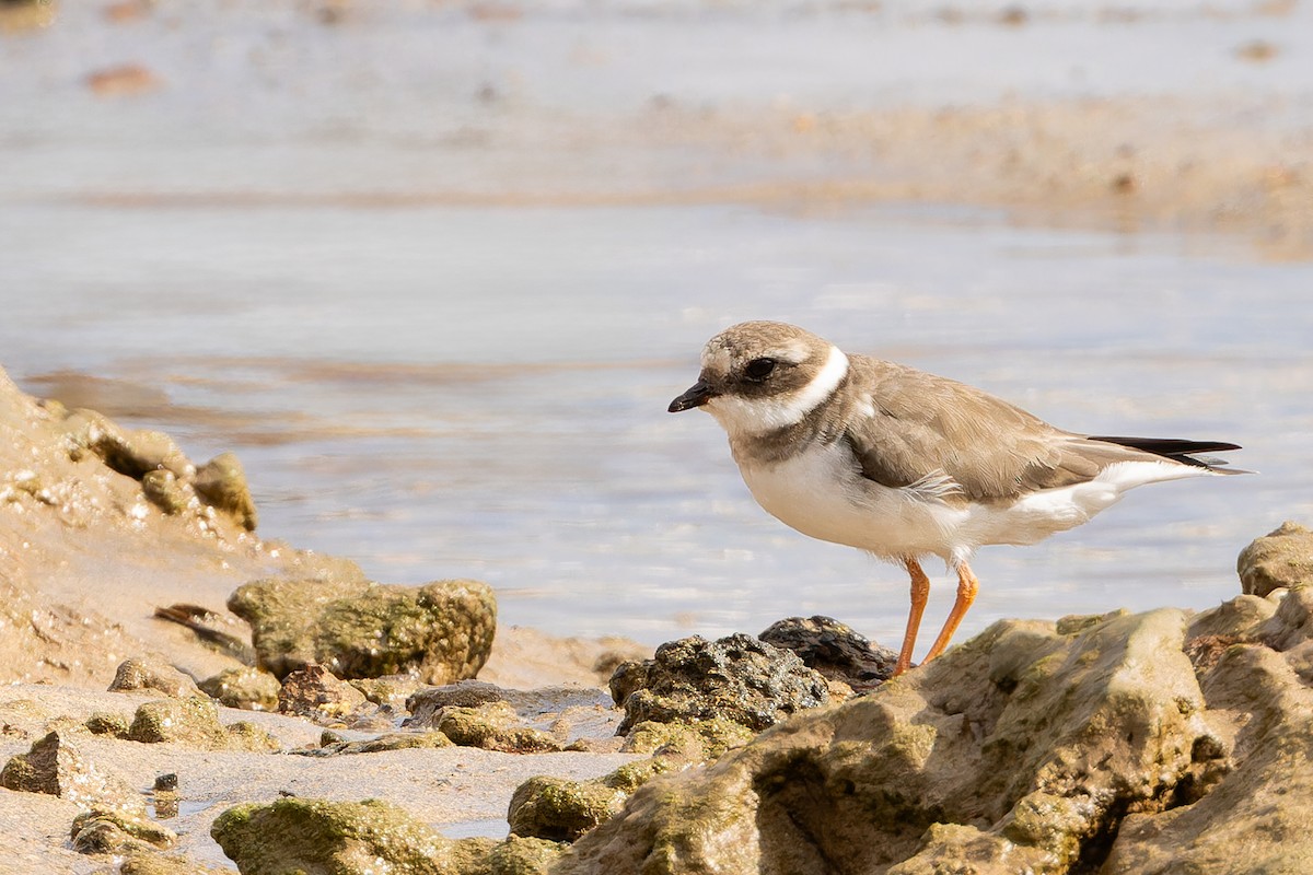 Pluvier grand-gravelot - ML646867201