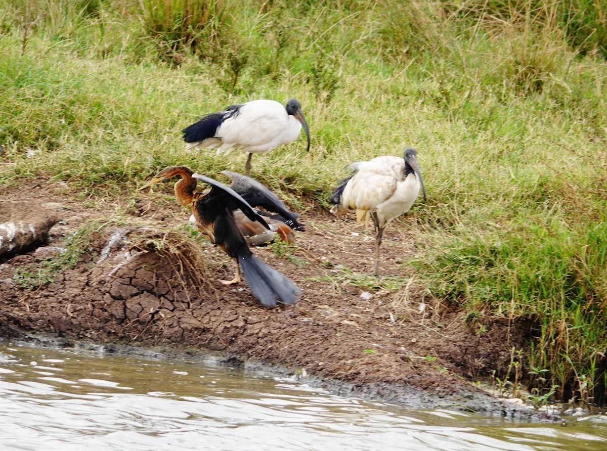 African Darter - ML646867204