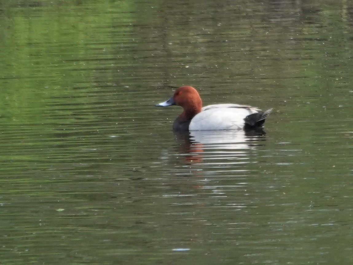 taffeland - ML646867205