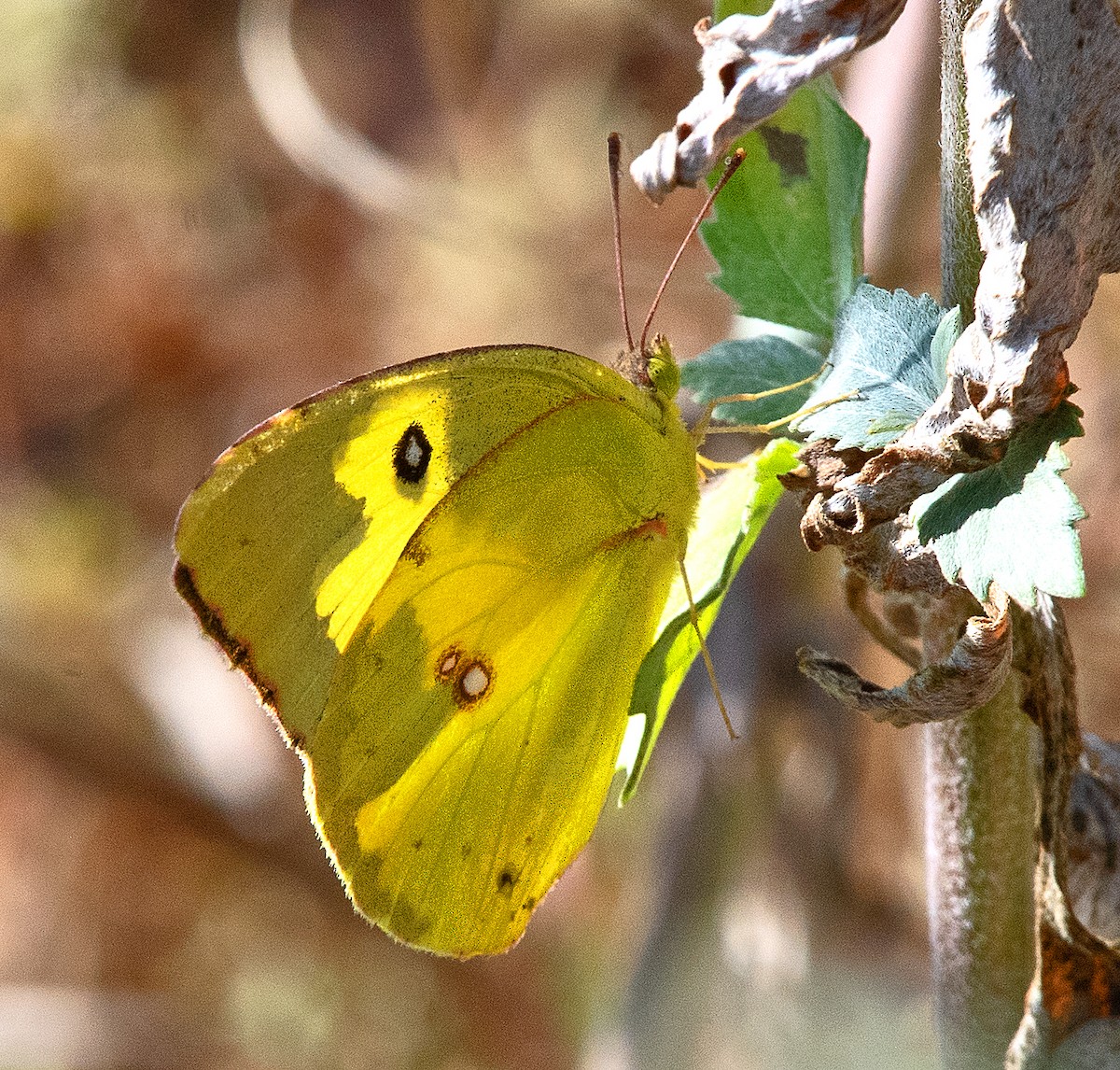 Southern Dogface - ML646867211