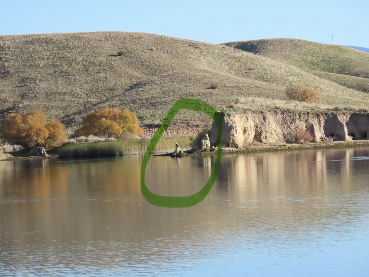 Bald Eagle - ML646867213