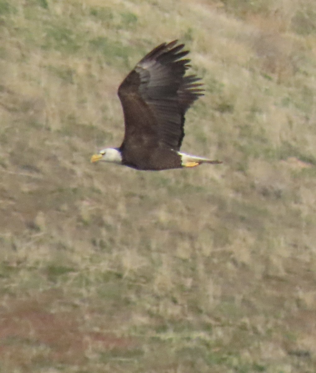 Bald Eagle - ML646867214