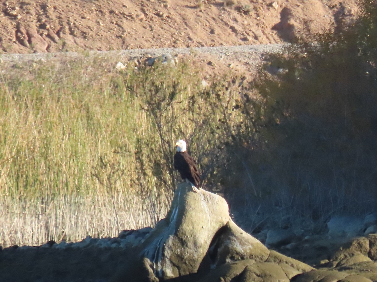 Bald Eagle - ML646867215